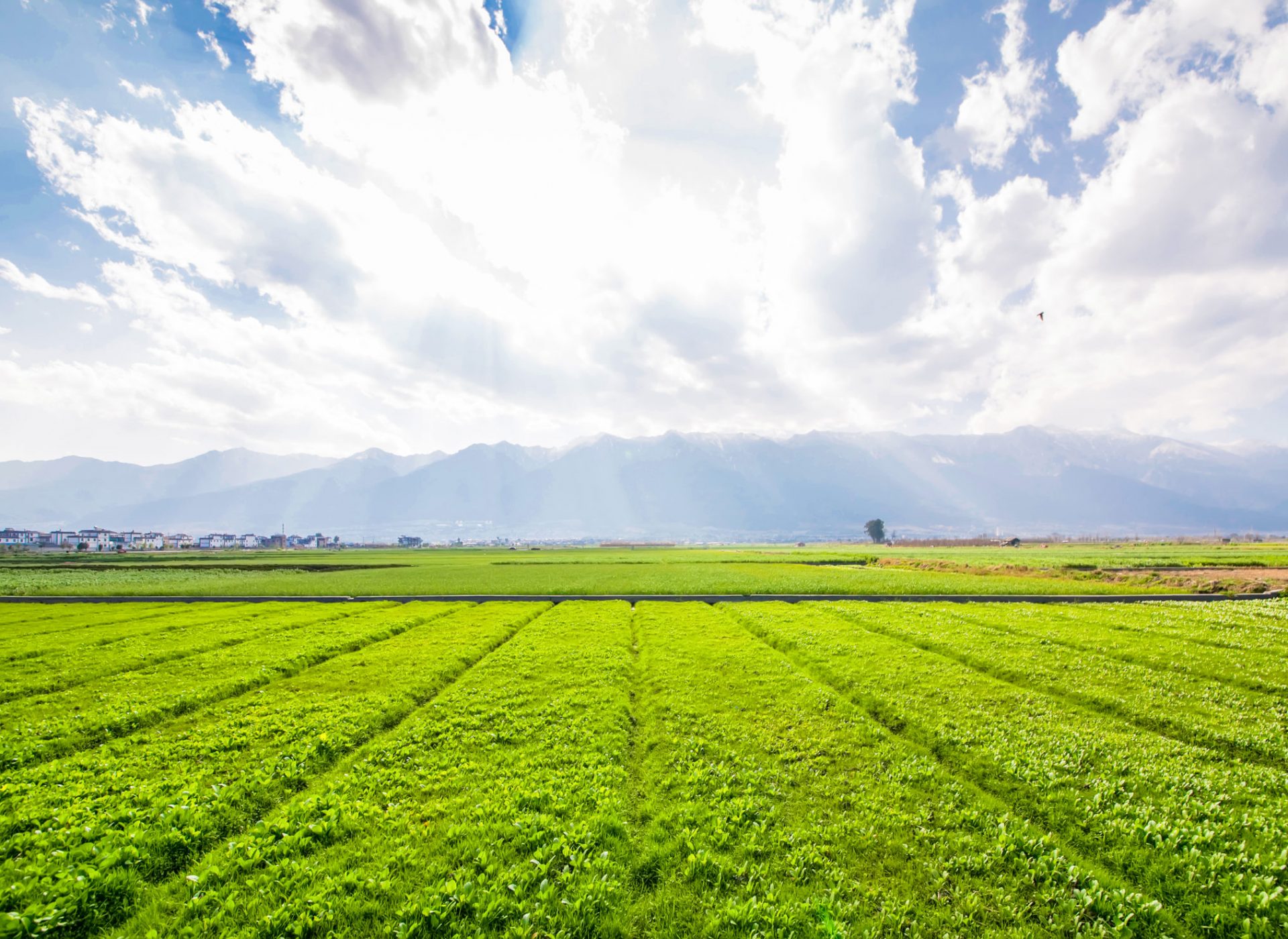 farmland